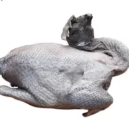 Marinated Chicken Wings